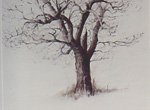 Un arbre d'hiver